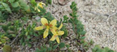 Species Image