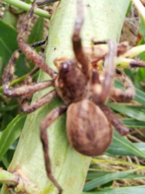 Species Image