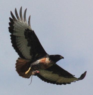 Sighting Image