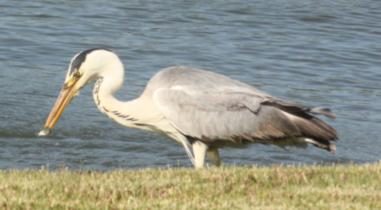 Sighting Image